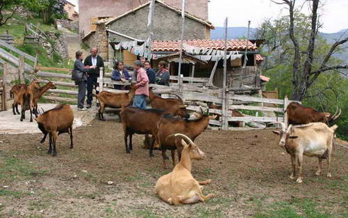 Els tècnics i els ramaders intercanviant informacions a cal Codina a Ossera